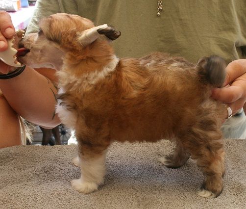 Denize'z Gizmo'z Prinzezz Fiona