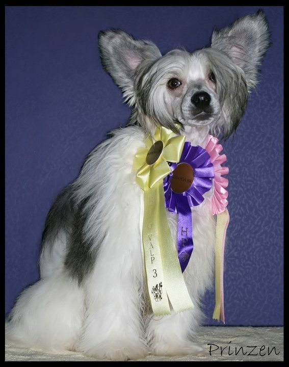 Denize'z Gizmo'z Prinze Charming