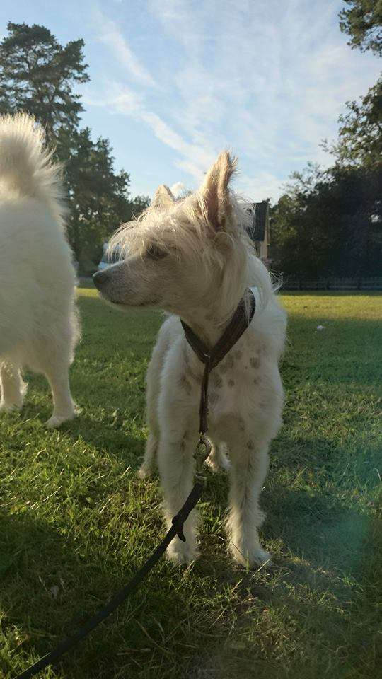 Denize'z Gizmo'z Prinze Artie