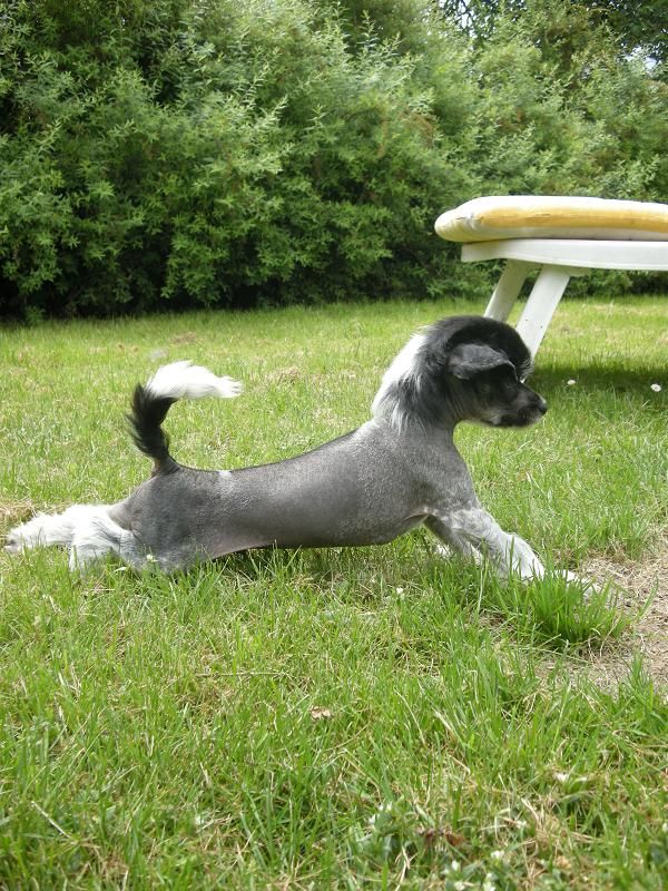 Zödra Gremlins Goliat