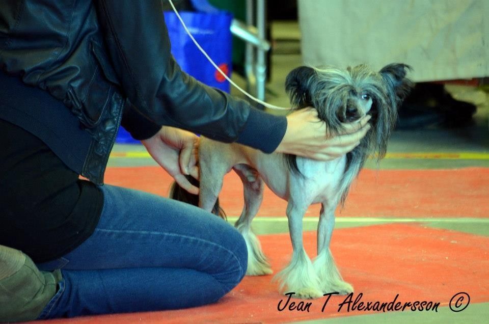 Zödra Gremlins Gunde