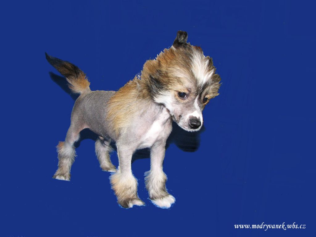 Bois De Filao Modry vanek