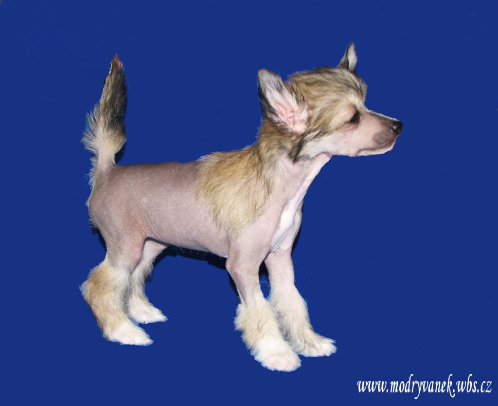 Blue Velvet Modry vanek