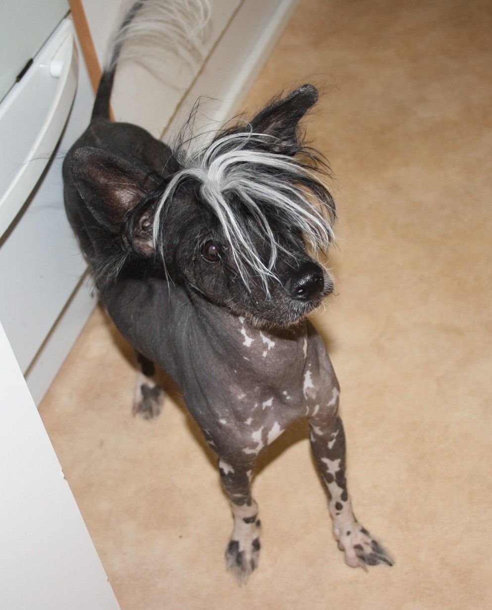 Oromuson Harley David