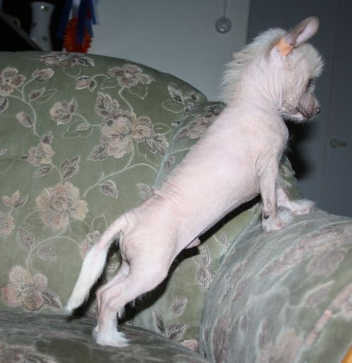 Oromuson Hesper Jesper