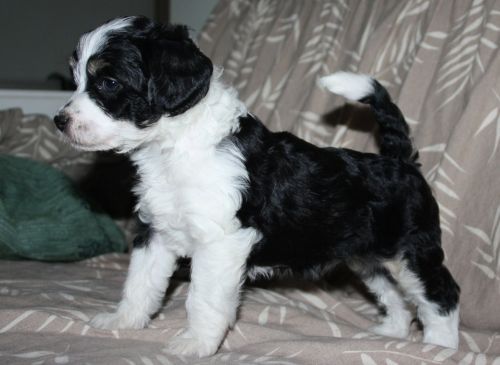 Oromuson How Now Huntti