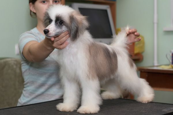 Shelcovij Shlejf Tsiceron