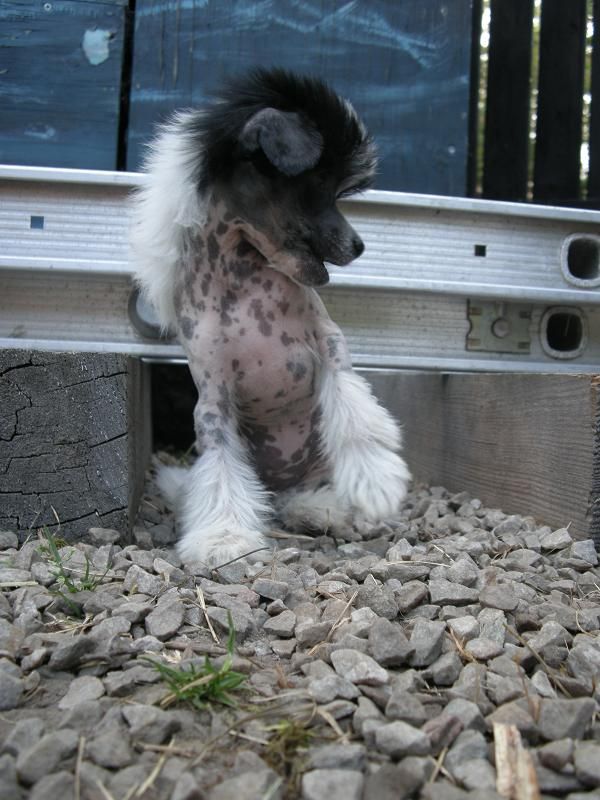 Zödra Gremlins Grynet