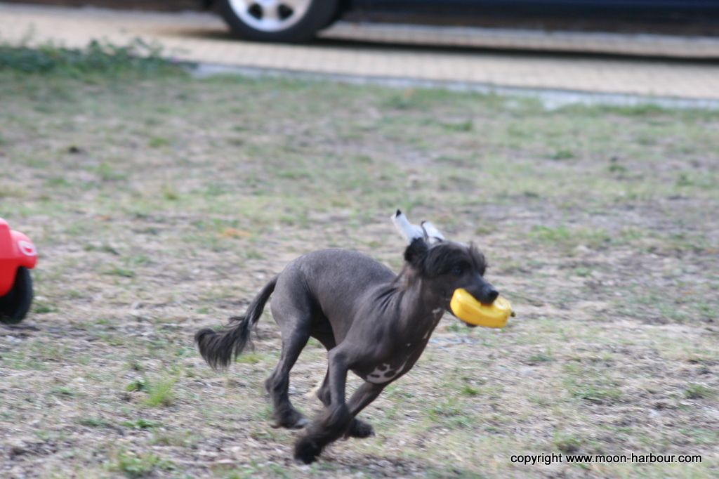 moon harbour franklin 