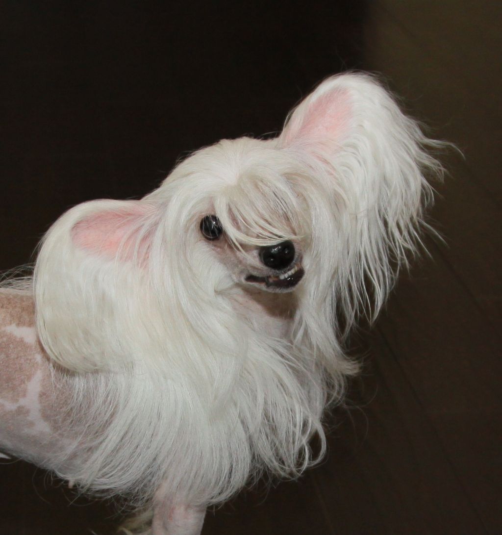 Fantastik Kashmir Tutse N'co line