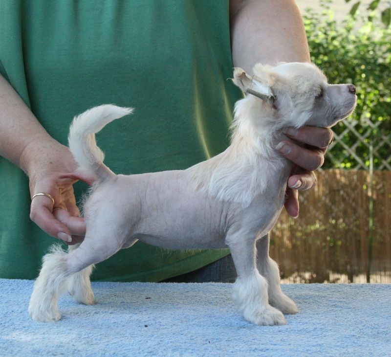 Zhannel's Prima-Donna