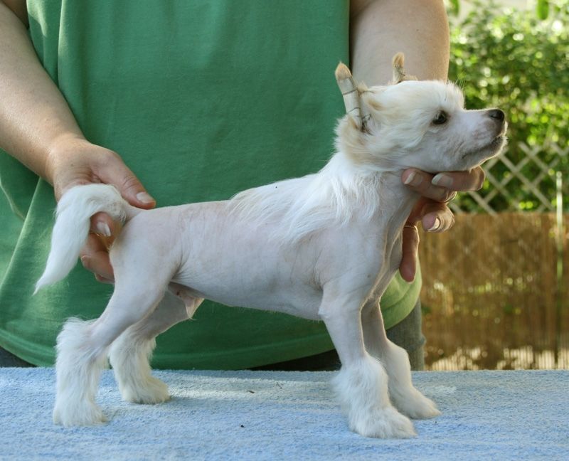 Zhannel's Prince Gizzmo