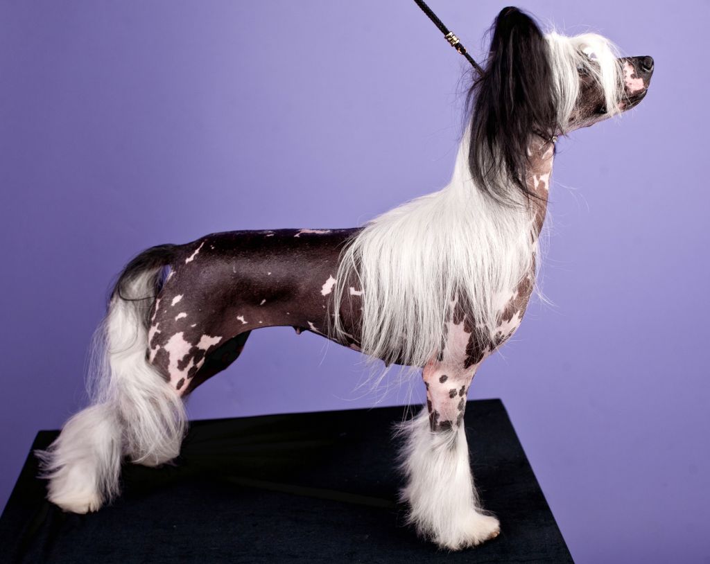 Oks Company  Bona Sens