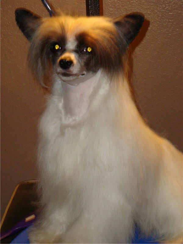 Marquis Dancing in Disguise PP