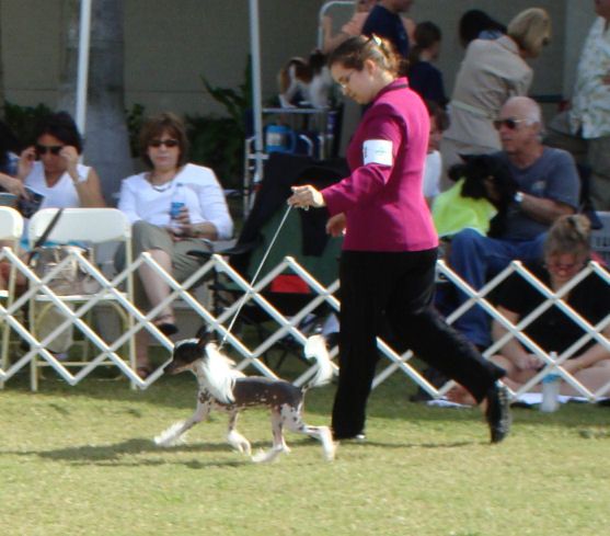 Stillmeadow Split Decision