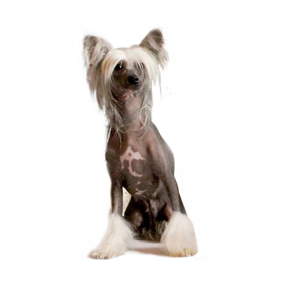 Hot-Legs van 't Schapershof