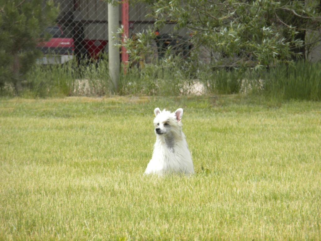 Kamikazi's Tokyo Rose