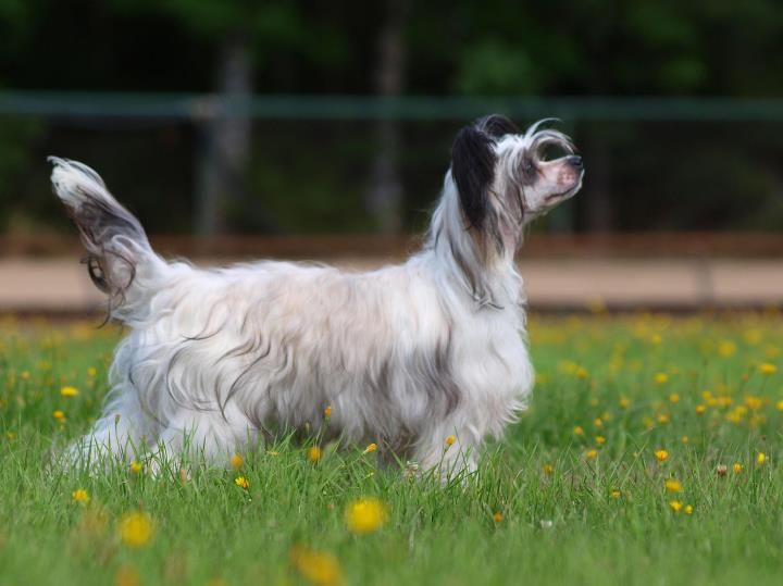 Kuutarhan Tuulenviemää