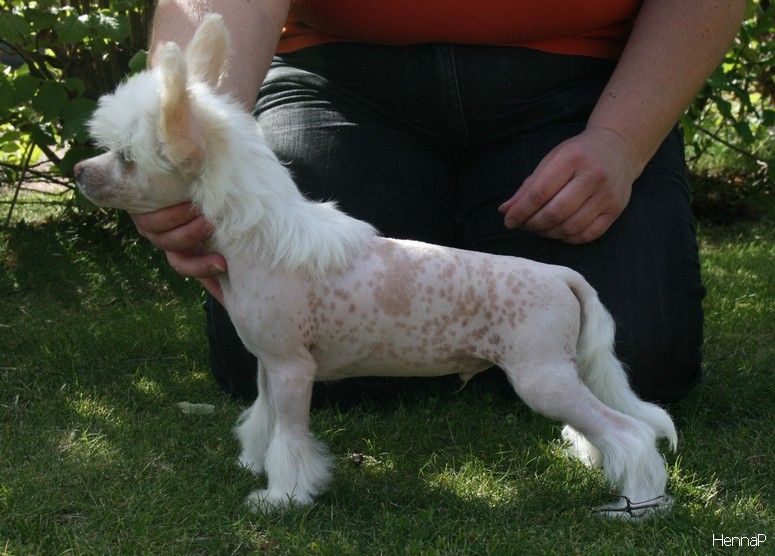 Kuutarhan Tuulenpoika