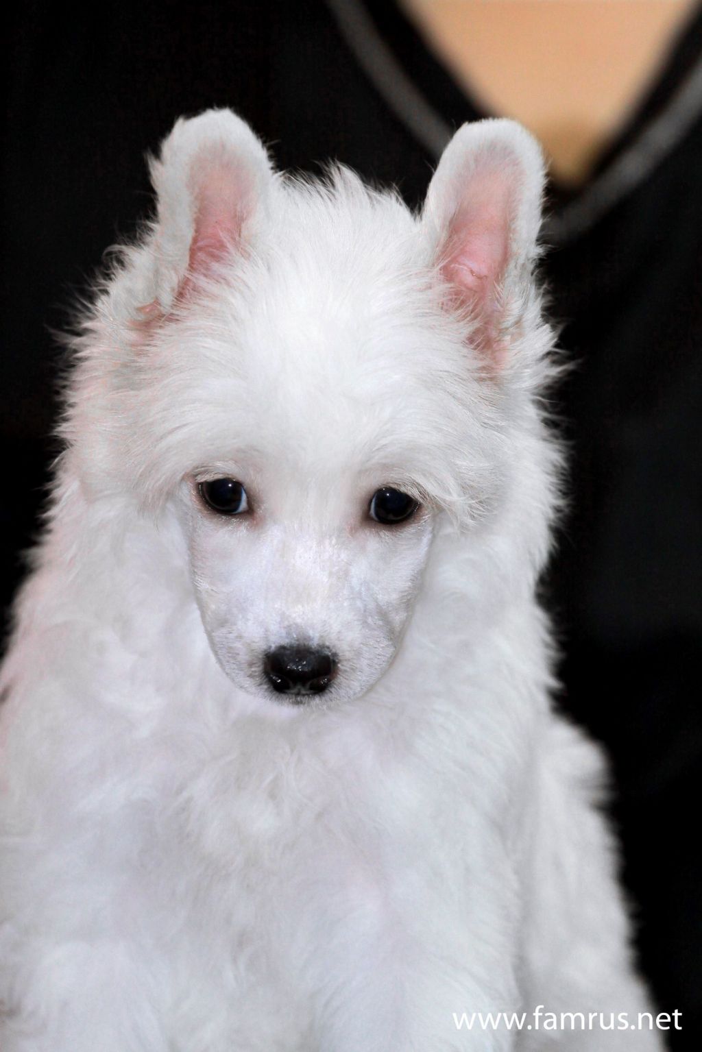 Touch Beauty Bonjour Ma Cherie