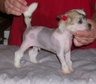 Mosaic-Spiritual Tiny Dreamer