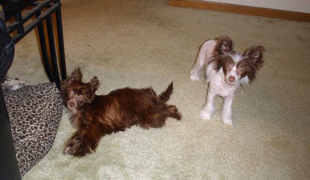 Sakkarra Proof's In The Chocolate Puddin'