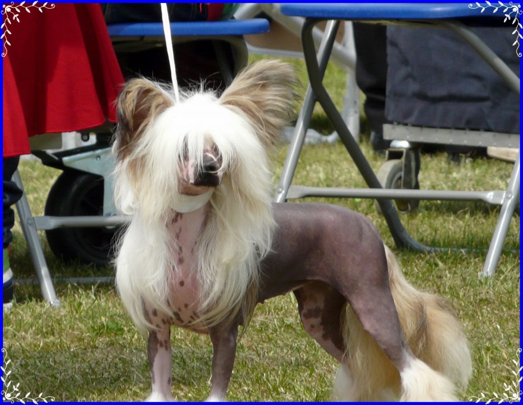 epiphany summer dreams