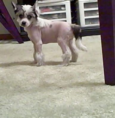 Sakkarra What Lola Wants