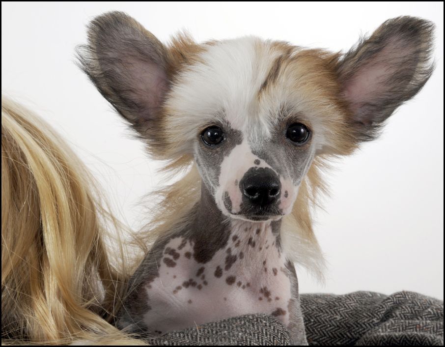 Sunstreaker Illuminated Darkness