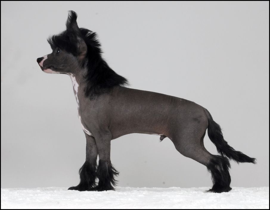 Sunstreaker Instant Classic