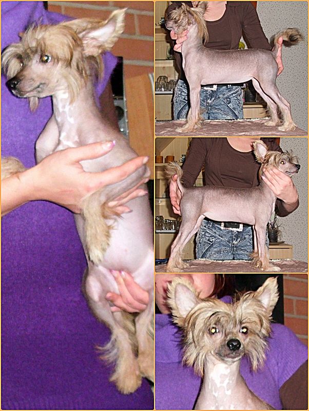 Daiquiri Be My Magic Harmony