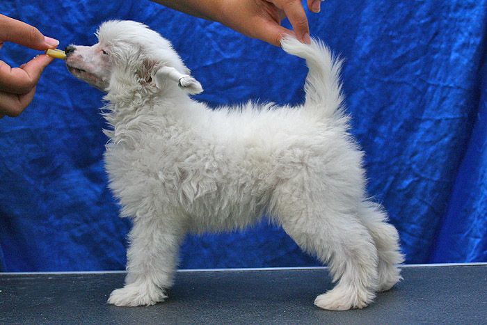 Status Imperial Josephina Divina