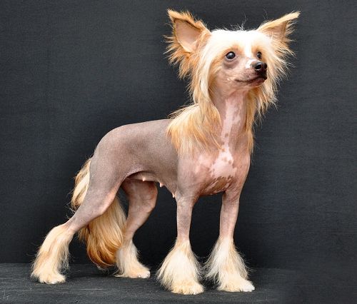 Deborah Prague Limit