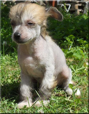 Marachinos Norah Garline