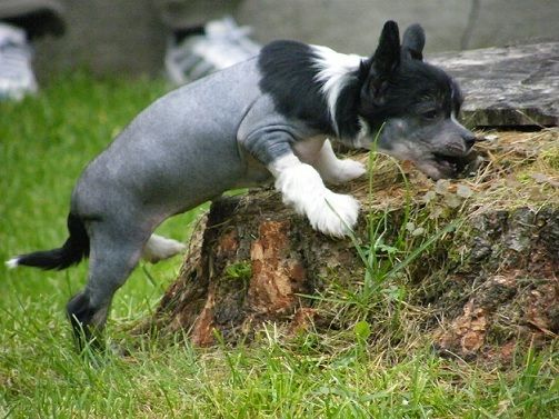 Bai Long's Jilly the Black and Silly