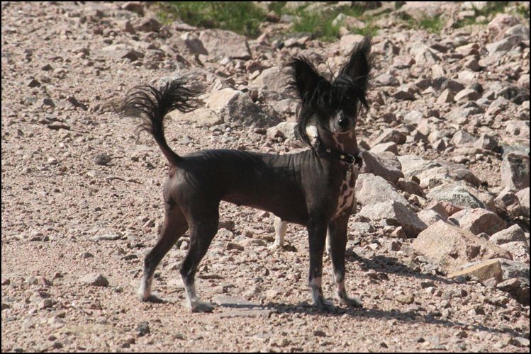 Bai Long's Join The Circus