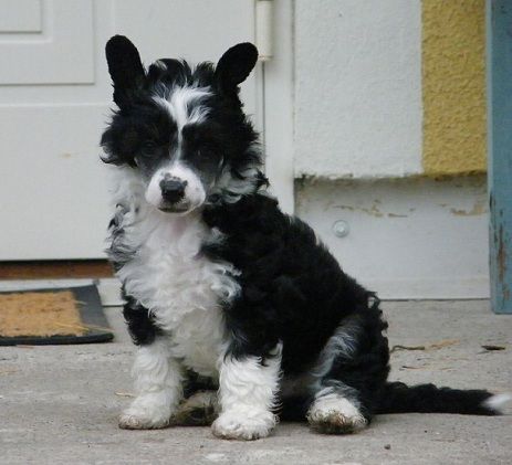 Bai Long's Jade The Witch