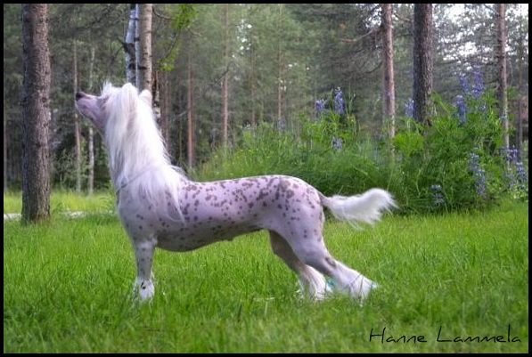 Naked Night's Lonely Rider