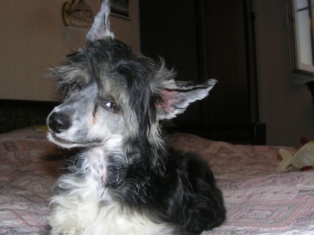 Rus Foreva Indigo Bonita
