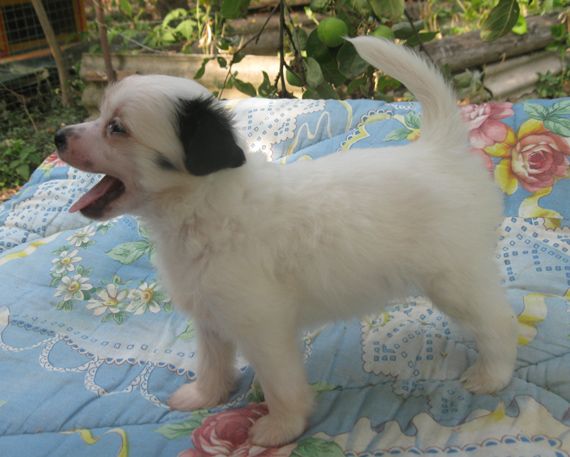 Angel O' Check Yaponchik.