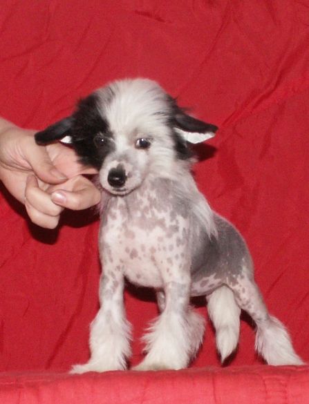 Angel O' Check Yamaika.