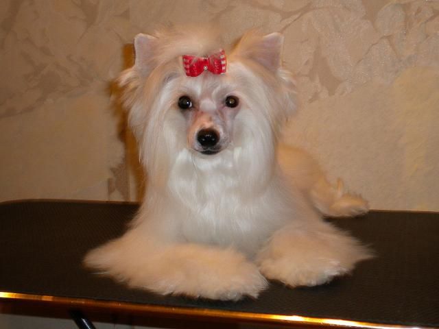 Angel O' Check Ya Tvoya Radost