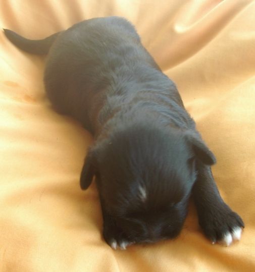 Orero Lovely Oshen-View