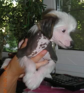 Sapfir iz Tsarskogo Sela Blek Diamand