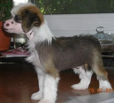 Sapfir iz Tsarskogo Sela Brait Di Grando