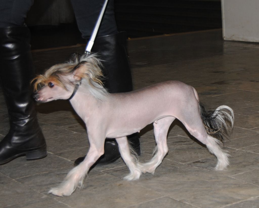 Sapfir iz Tsarskogo Sela Belutchi