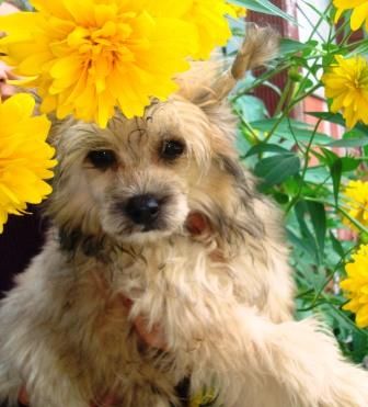 Sapfir iz Tsarskogo Sela Abeliks