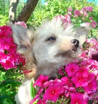 Sapfir iz Tsarskogo Sela Adelina