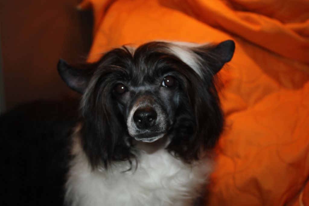 Alen Delon Alexsandrion Tavricheskiy