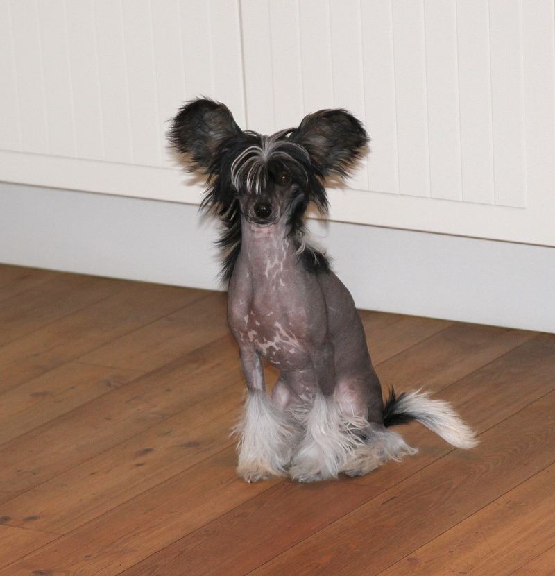 Reine des Violettes Avokaduh